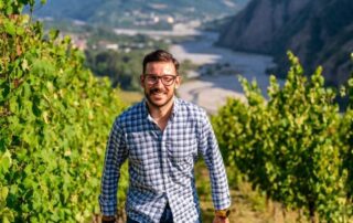 vinovi