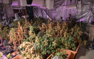 alessandria marijuana