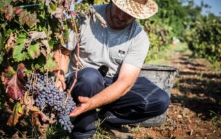 Vendemmia