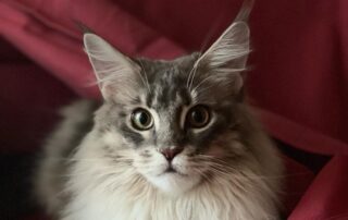 claudia caprile maine coon