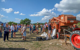 Festa della merga albera