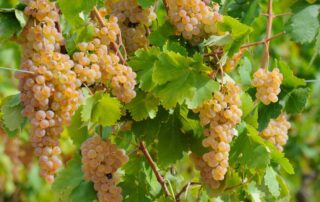 due vini del gavi bibenda