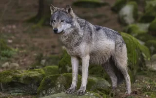 lupo branchi di lupi