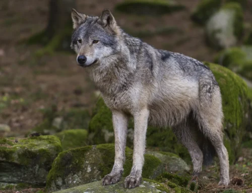 Emergenza lupi in Piemonte: interrogazione in Regione su contenimento e abbattimenti