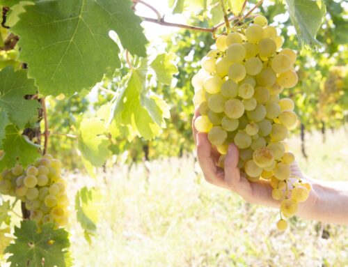 Vino: previsioni di una buona vendemmia e ottima qualità, ma pesa l’incognita dazi