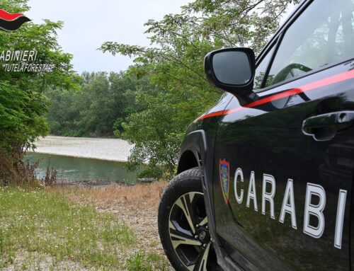 Lupi avvelenati e abbattuti illecitamente: numero in forte aumento in provincia di Alessandria