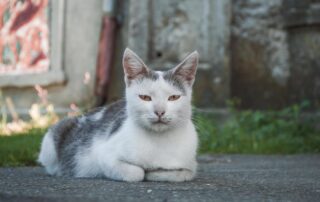 gatto stazzano
