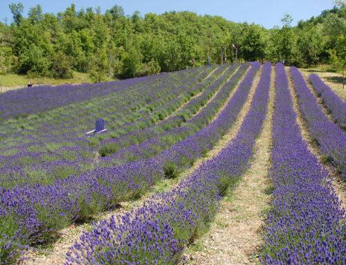 Spaventapasseri, lavanda e ginestre: il percorso magico della Val Borbera d’estate