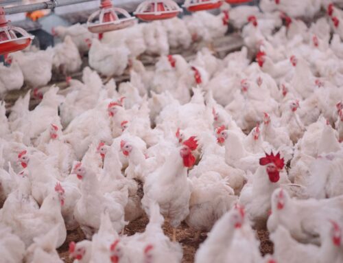 Focolaio di aviaria in provincia di Alessandria: 30mila galline da abbattere