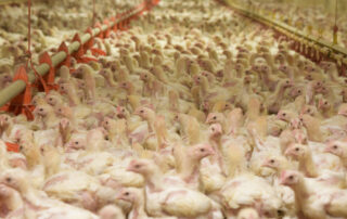 aviaria focolaio provincia alessandria