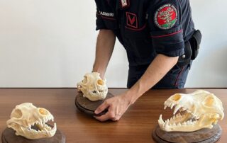 antibracconaggio forestale