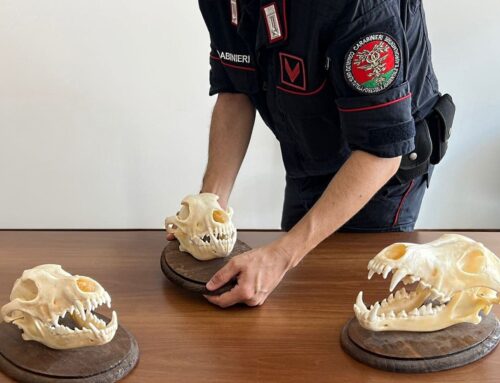 Crani di lupo e armi sequestrate: l’operazione antibracconaggio della Forestale