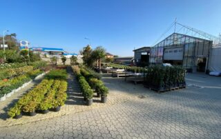 vivaio provini novi ligure