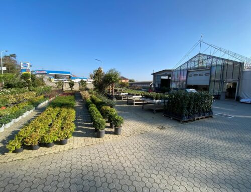 Il 31 dicembre chiude lo storico Vivaio Provini di Novi