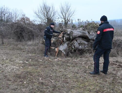 Blitz dei Carabinieri nei boschi del novese per smantellare attività di spaccio di droga