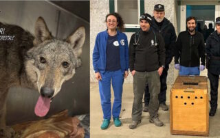 lupo lupa novi ligure