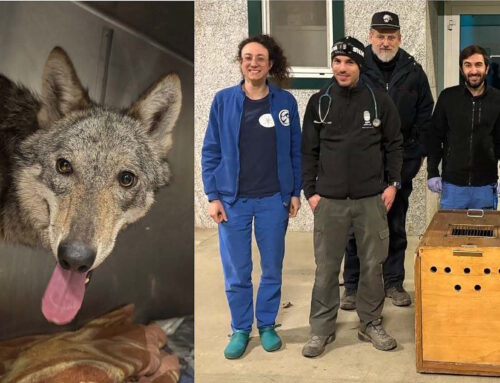 Catturata e messa in sicurezza la lupa che si era avventurata a Novi