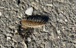 processionaria novi ligure