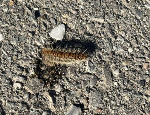 Diverse segnalazioni di processionaria a Novi: i cittadini contattano le autorità