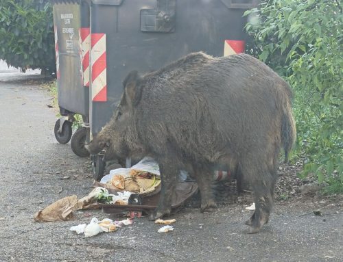 Cinghiali tra i cassonetti al quartiere G3: residenti chiedono interventi e maggiore sicurezza