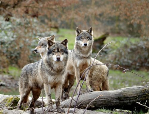 Allarme lupi nelle campagne di Novi: abitante denuncia uccisione del cane da parte di un branco