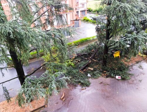 Temporale a Novi: Gestione Ambiente attiva servizio straordinario ritiro rami spezzati