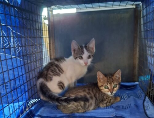 L’appello del Rifugio Martini:  “Abbiamo troppi gatti, ci manca il posto. Le adozioni sono ferme”