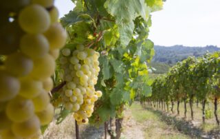 grappolo Gavi