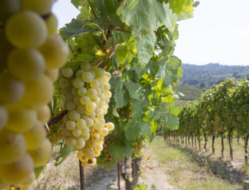 Gavi, quattro vini conquistano i Tre Bicchieri del Gambero Rosso 2027