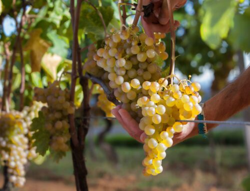 La vendemmia del Gavi Docg inizierà con dieci giorni di anticipo rispetto al 2025