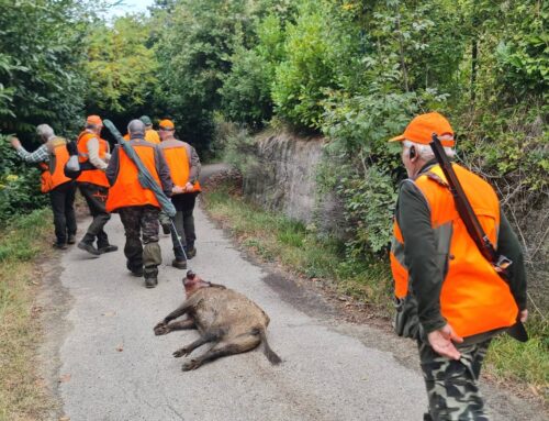 Stazzano, denuncia pubblica per battuta di caccia: cinghiale trascinato tra le abitazioni